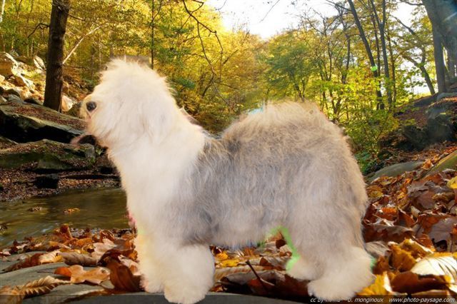 Krumble pie of Snowboot bears